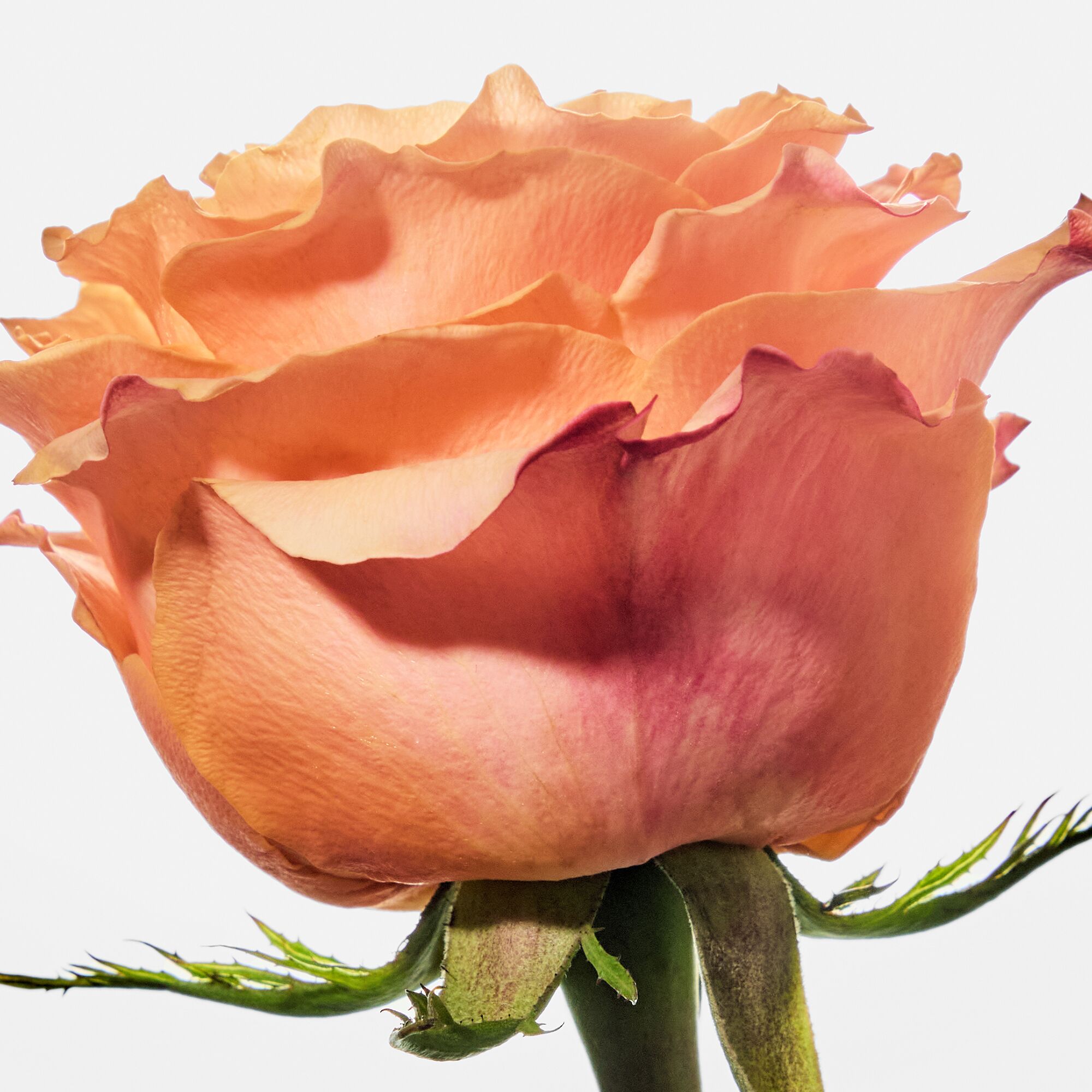 FRAGRANCE RESTAGE -SCENT INDICATORS