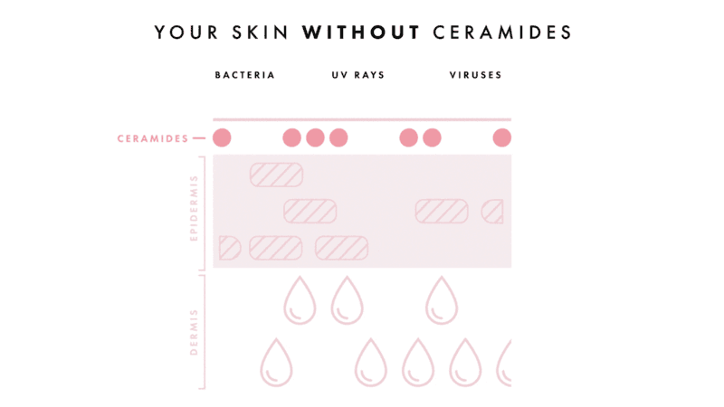 Skin with and without ceramides