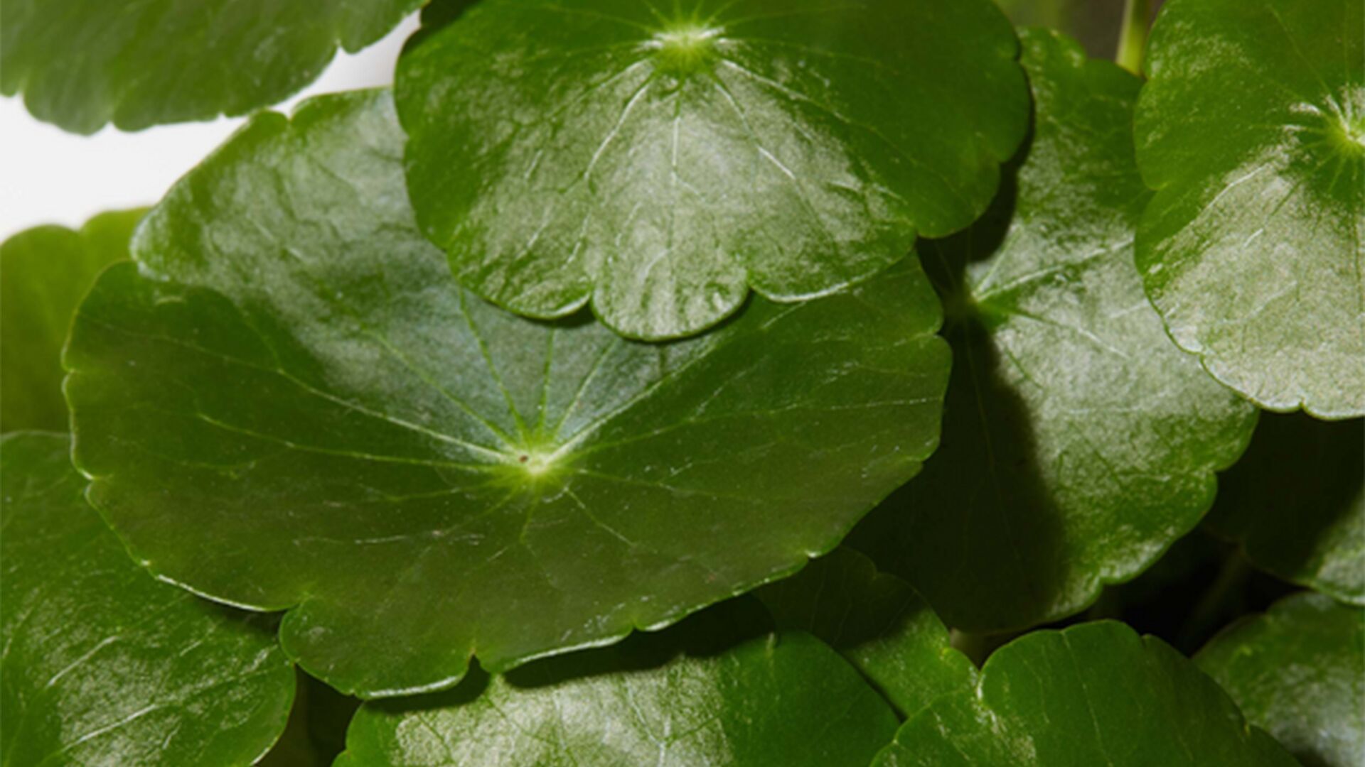 cica-plant.jpg Centella Asiatica plant used to make CICA