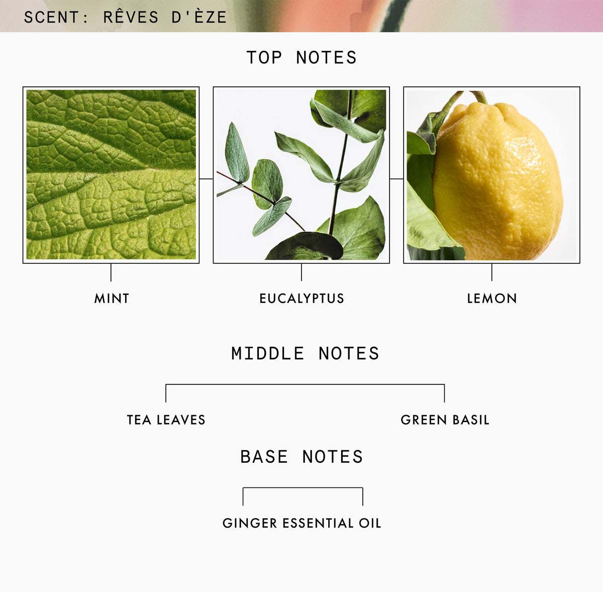 JULY2026_BPxReenaSimon_Candle_REVES-D'EZE_80522_PDP_ECOM_1X1_FRAGRANCE-NOTES_2026_WEB